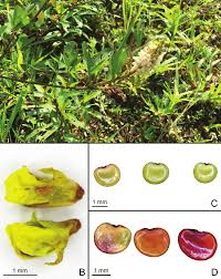 Image result for Grona adscendens