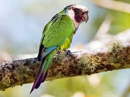 Image result for Pycreus permutatus