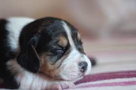 Cuando Abren Los Ojos Los Perros Asi Funcionan Los Ojos De Los Cachorros