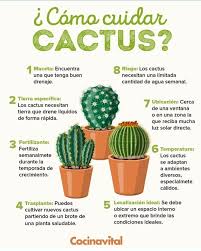 El cultivo de la fresas es dinámico. Nature Lovers Los Cactus Son Plantas Que Facebook