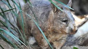 Image result for Southern hairy-nosed wombat