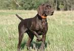 German Shorthaired Pointer Colors