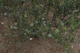 Image result for Maerua parvifolia