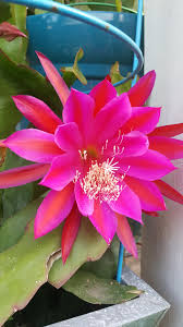 Check spelling or type a new query. Epiphyllum Orchid 8 10 Fresh Cutting Plant Queen Of The Night Cactus Ric Rac Purple Buy Online In Macau At Macau Desertcart Com Productid 119390830