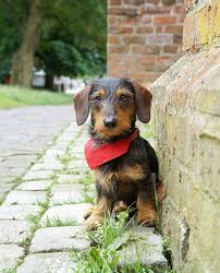 Maybe you would like to learn more about one of these? Wire Haired Dachshund Breeders Texas Fashionbysany
