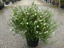 Image result for Westringia