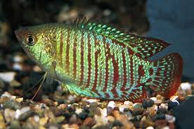 Dwarf Gourami Colisa Lalia Betta Fish Types Tropical Fish Aquarium Fish