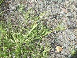 Image result for Eleusine indica