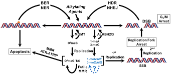 Image result for Alkylating Agent