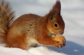Other birds that like fruit include foods squirrels like but should only receive in small quantities include corn, peanut butter, roasted but unsalted peanuts, pistachios, pumpkin and pumpkin seeds and sunflower seeds. What Do Animals Squirrel Away For Winter Animals Squirrel What Do Squirrels Eat