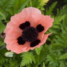 Pin On Gardening Got It Got It