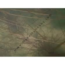 Image result for Potamogeton octandrus