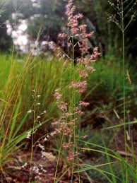 Image result for Melinis repens