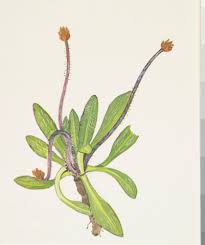 Image result for Plantaginaceae