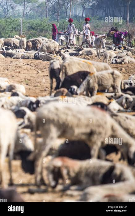 Rajput shepherd, Rajasthan, India Stock Photo - Alamy