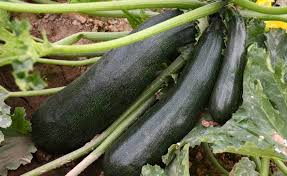 Harvesting zucchini encourages the plant to. Shop Summer Squash Zucchini Black Beauty And Other Seeds At Harvesting History