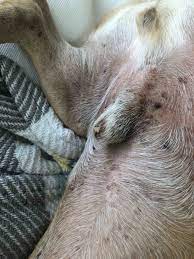 My dog has yellow gunk on his willy as below. He has also been a little  lethargic, wanting to go out to pee more often and low grade... | PetCoach