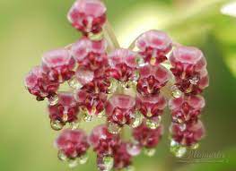 Hoya Litoralis Lightly Caramel Scented Flowers On This Hoya Vine Can Be Difficult To Get Flowering Moonflower Vine Moon Flower Balcony Plants