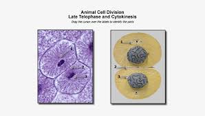 We did not find results for: Animal Late Telophase Image Late Telophase Animal Cell Transparent Png 600x450 Free Download On Nicepng
