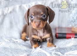 Find local dachshund puppies for sale and dogs for adoption near you. Dachshund Puppies For Sale In Pa