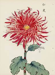 From Art Of The Japanese Chrysanthemum Japanese Woodblock Printing Chrysanthemum Painting Floral Artwork