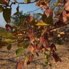 Image result for Hymenocardia