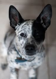 Check spelling or type a new query. White And Black Australian Cattle Dog Off 73 Www Usushimd Com