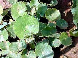 Image result for Hydrocotyle bonariensis
