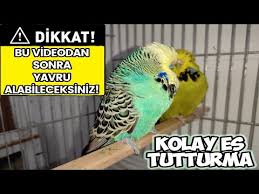 How To Recognize Love Between Budgies Youtube