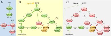Mcmahon & associates was founded in 1978. Shifting Paradigms And Novel Players In Cys Based Redox Regulation And Ros Signaling In Plants And Where To Go Next