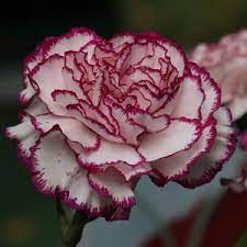 Prune Carnations Of Spent Flowers Back To The Base Description From Nurseriesonline Com Au I Sear Carnation Flower Pictures Carnation Plants Carnation Flower