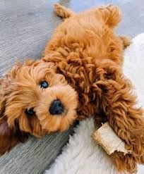 Maybe you would like to learn more about one of these? 200 Mini Labradoodle Ideas In 2021 Labradoodle Puppies Cute Dogs