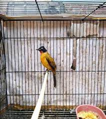 Namun untuk kali ini dibagikan mengenai mitos terkait pemeliharaan burung kutilang emas. Mengenal Ciri Burung Kutilang Emas Makanan Mitos Dan Suara