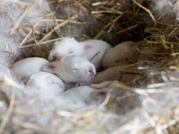 Preparing a place for a rabbit as shelter: Pregnancy In Rabbits