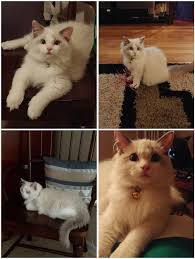 We have wide selection of exotic and popular kitten breeds for sale. Craigslist Ragdoll Cat Adoption Beware And Help With A Name