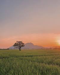 Jual lukisan padi cek harga di pricearea com. Onenews Gambar Pemandangan Sawah Padi Di Kampung Sahabat Facebook