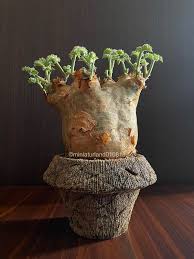 Image result for Cyphostemma zombense