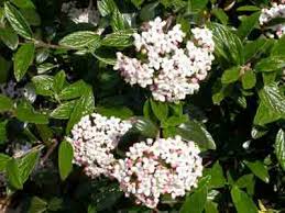 Depending on the climate and species, viburnum can be evergreen or deciduous plants that thrive in full sun. Viburnum Burkwoodii White House Nursery