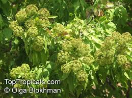 Image result for Heteromorpha