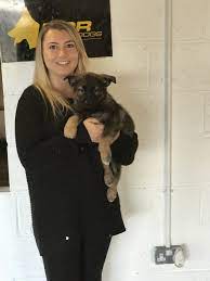 Check spelling or type a new query. Sable East German Shepherd Puppies Ddr Guard Dogs