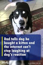 Perhaps This Dog Was Unusual He Actually Wanted A Kitten To Keep Him Company His Dad Came Home From The Pet Store And Funny Dog Fails Funny Dogs Buy A Kitten