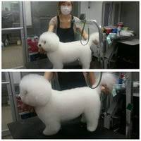 Welcome to charlotte dog club. Ny Puppy Club Now Closed Pet Service In Flushing