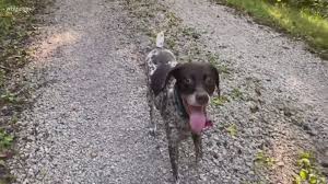 These steps can help you locate a lost pet as quickly as possible. Act Of Kindness Reunites Dog With Owner In Florida Panhandle Wbir Com