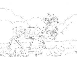 Click the caribou coloring pages to view printable version or color it online (compatible with ipad and android tablets). Migratory Woodland Caribou Coloring Page Super Coloring Deer Coloring Pages Animal Coloring Pages Pencil Drawings Of Animals