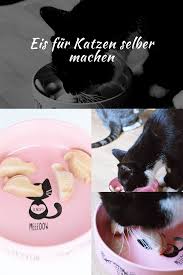 Eis Fur Katzen Selber Machen Erfrischung Fur Heisse Tage Calistas Traum Katzen Selbstgemachtes Katzenspielzeug Katzenfutter Selber Machen