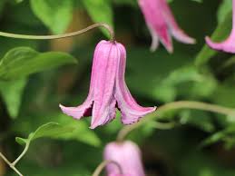 Clematis and tomatoes are two exceptions to the usual rule, and are best planted 6 inches deeper than the soil level in the pot. Clematis Etoile Rose Clematis Texensis Etoile Rose Baumschule Horstmann
