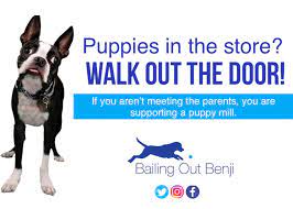 Maybe you would like to learn more about one of these? Connecticut Pet Store Puppy Mill Connection Bailing Out Benji