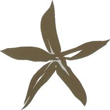 Image result for Feretia