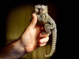 Abandoned Mini Monkey Saved Australia Pictures Cute Animals Cute Baby Monkey Cute Baby Animals