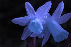 Photocase Blaue Ostern A Photo By Martin B Narcissus Flower Tattoos Narcissus Flower Daffodils
